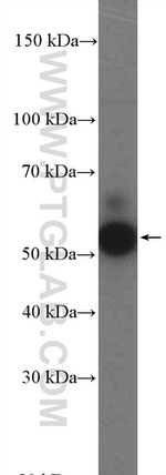 PD-L1/CD274 Antibody in Western Blot (WB)