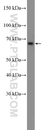 PD-L1/CD274 Antibody in Western Blot (WB)