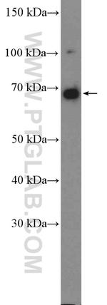 PD-L1/CD274 Antibody in Western Blot (WB)