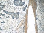 TMPRSS3 Antibody in Immunohistochemistry (Paraffin) (IHC (P))