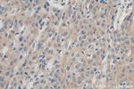 TMPRSS3 Antibody in Immunohistochemistry (Paraffin) (IHC (P))