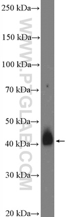 TMPRSS3 Antibody in Western Blot (WB)