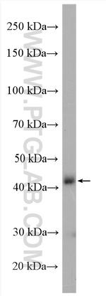 FUT1 Antibody in Western Blot (WB)
