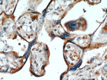 LOX Antibody in Immunohistochemistry (Paraffin) (IHC (P))