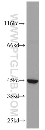 LOX Antibody in Western Blot (WB)