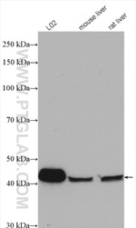 GTF2H2C Antibody in Western Blot (WB)