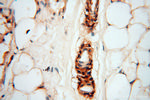 uPA Antibody in Immunohistochemistry (Paraffin) (IHC (P))