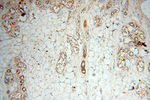 uPA Antibody in Immunohistochemistry (Paraffin) (IHC (P))