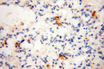 uPA Antibody in Immunohistochemistry (Paraffin) (IHC (P))