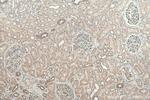 MYO1C Antibody in Immunohistochemistry (Paraffin) (IHC (P))