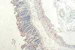 MYO1C Antibody in Immunohistochemistry (Paraffin) (IHC (P))