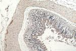 MYO1C Antibody in Immunohistochemistry (Paraffin) (IHC (P))