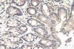 MYO1C Antibody in Immunohistochemistry (Paraffin) (IHC (P))