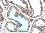 GPR75 Antibody in Immunohistochemistry (Paraffin) (IHC (P))