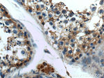 GPR75 Antibody in Immunohistochemistry (Paraffin) (IHC (P))