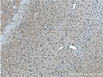GPR75 Antibody in Immunohistochemistry (Paraffin) (IHC (P))