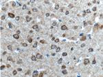 GPR75 Antibody in Immunohistochemistry (Paraffin) (IHC (P))