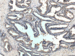 GPR21 Antibody in Immunohistochemistry (Paraffin) (IHC (P))