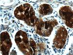 GPR21 Antibody in Immunohistochemistry (Paraffin) (IHC (P))