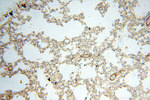 BPHL Antibody in Immunohistochemistry (Paraffin) (IHC (P))