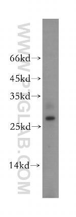 BPHL Antibody in Western Blot (WB)
