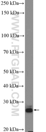 BPHL Antibody in Western Blot (WB)