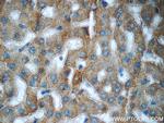 Acetylcholinesterase Antibody in Immunohistochemistry (Paraffin) (IHC (P))