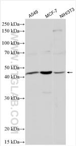 PRKX/PRKY Antibody in Western Blot (WB)