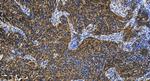 HINT2 Antibody in Immunohistochemistry (Paraffin) (IHC (P))