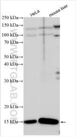 HINT2 Antibody in Western Blot (WB)