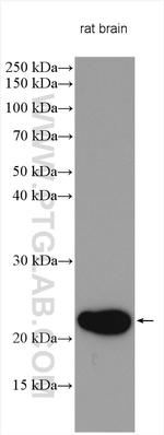 REEP1 Antibody in Western Blot (WB)