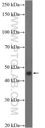 PRKAR1B Antibody in Western Blot (WB)