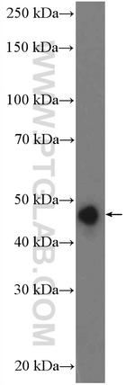 PRKAR1B Antibody in Western Blot (WB)