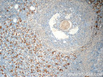 INSL3 Antibody in Immunohistochemistry (Paraffin) (IHC (P))
