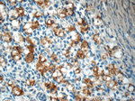 INSL3 Antibody in Immunohistochemistry (Paraffin) (IHC (P))