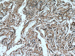 INSL3 Antibody in Immunohistochemistry (Paraffin) (IHC (P))