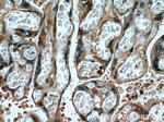 INSL3 Antibody in Immunohistochemistry (Paraffin) (IHC (P))