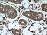 INSL3 Antibody in Immunohistochemistry (Paraffin) (IHC (P))