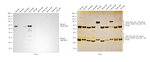 Rat IgG (H+L) Secondary Antibody in Western Blot (WB)