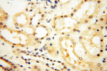 DNA polymerase beta Antibody in Immunohistochemistry (Paraffin) (IHC (P))