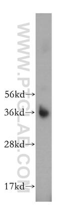 ATPAF1 Antibody in Western Blot (WB)