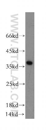 ATPAF1 Antibody in Western Blot (WB)