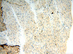BOLA1 Antibody in Immunohistochemistry (Paraffin) (IHC (P))
