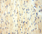 BOLA1 Antibody in Immunohistochemistry (Paraffin) (IHC (P))