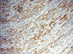 BOLA1 Antibody in Immunohistochemistry (Paraffin) (IHC (P))