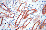 BOLA1 Antibody in Immunohistochemistry (Paraffin) (IHC (P))