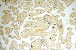 BOLA1 Antibody in Immunohistochemistry (Paraffin) (IHC (P))