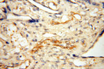 BOLA1 Antibody in Immunohistochemistry (Paraffin) (IHC (P))