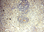BOLA1 Antibody in Immunohistochemistry (Paraffin) (IHC (P))