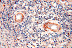 BOLA1 Antibody in Immunohistochemistry (Paraffin) (IHC (P))